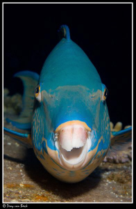Parrotfish by Dray Van Beeck 